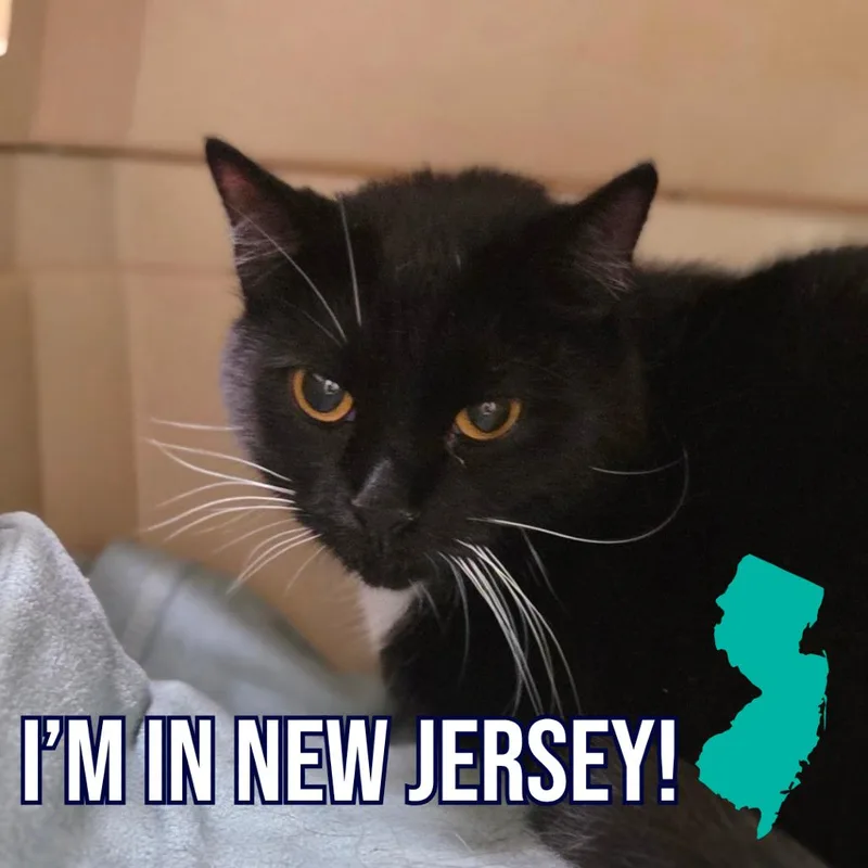 An adult large-sized male Black Domestic Short Hair cat named Rootbeer for adoption in Charleston, WV
