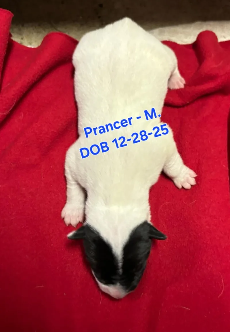 Prancer
