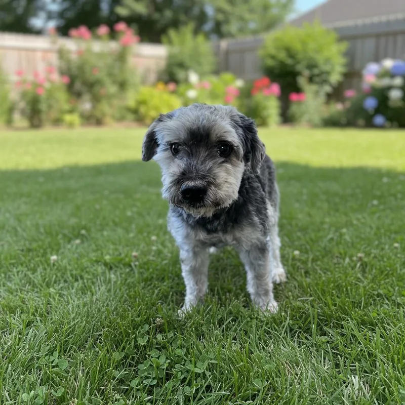 Max