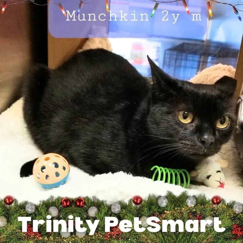 An adult medium-sized male Black Domestic Short Hair cat named Munchkin for adoption in Palm Harbor, FL