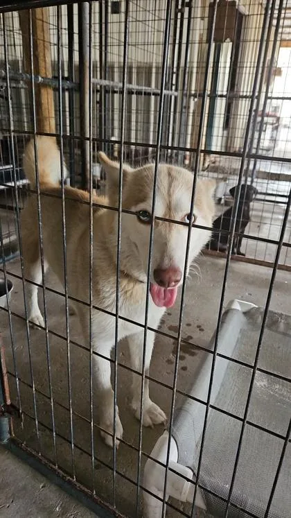A baby large-sized female Siberian Husky dog named Sophie for adoption in Morton Grove, IL