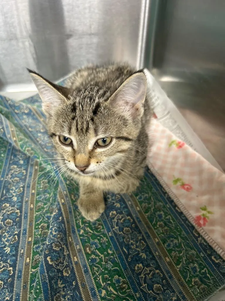 A baby large-sized female Domestic Short Hair cat named Snugglebutt for adoption in Bryan, OH