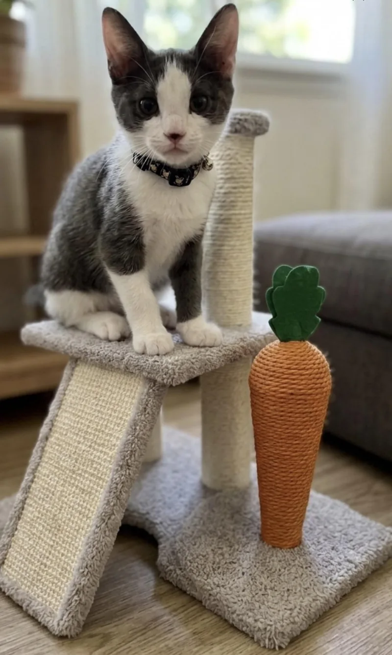 A baby small-sized male Domestic Short Hair cat named Jorge for adoption in Coachella, CA
