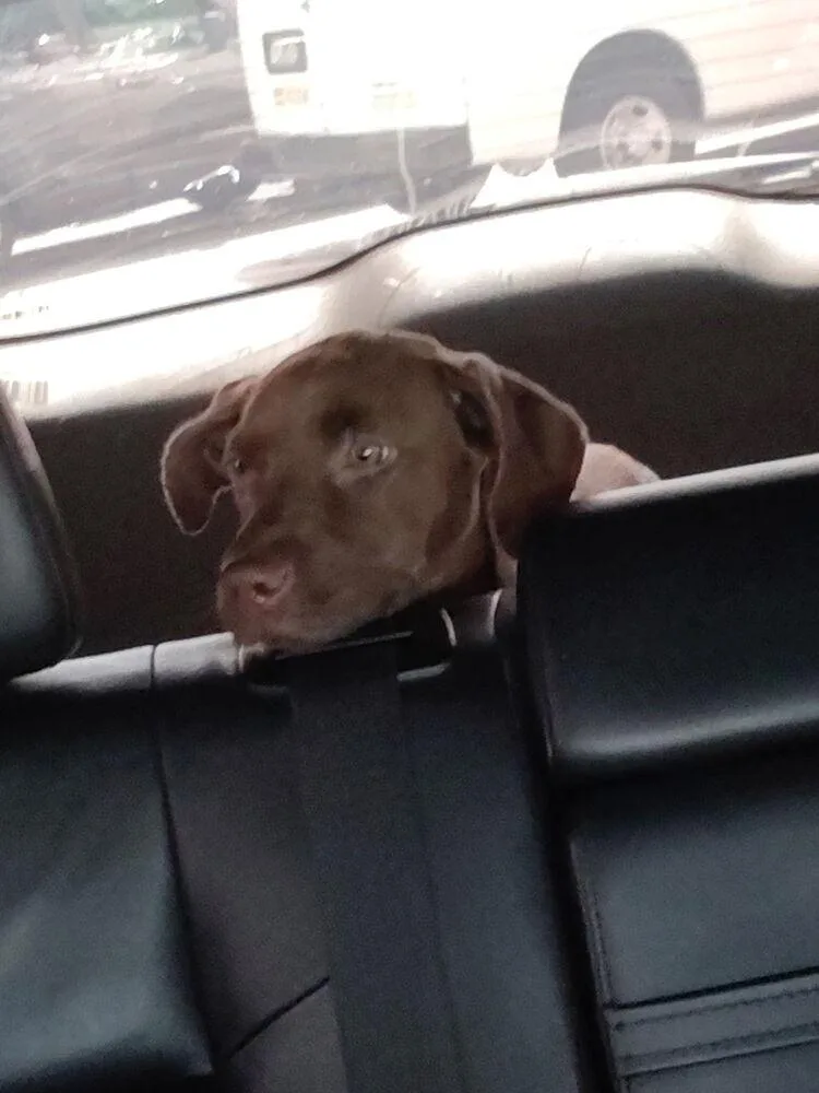 A baby small-sized female Brown / Chocolate Labrador Retriever dog named Truffle for adoption in Lakeland, FL