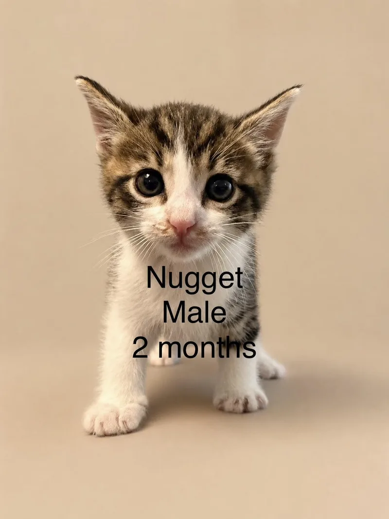 A baby medium-sized male Tabby (Brown / Chocolate) Domestic Short Hair cat named Nugget for adoption in Magnolia, TX