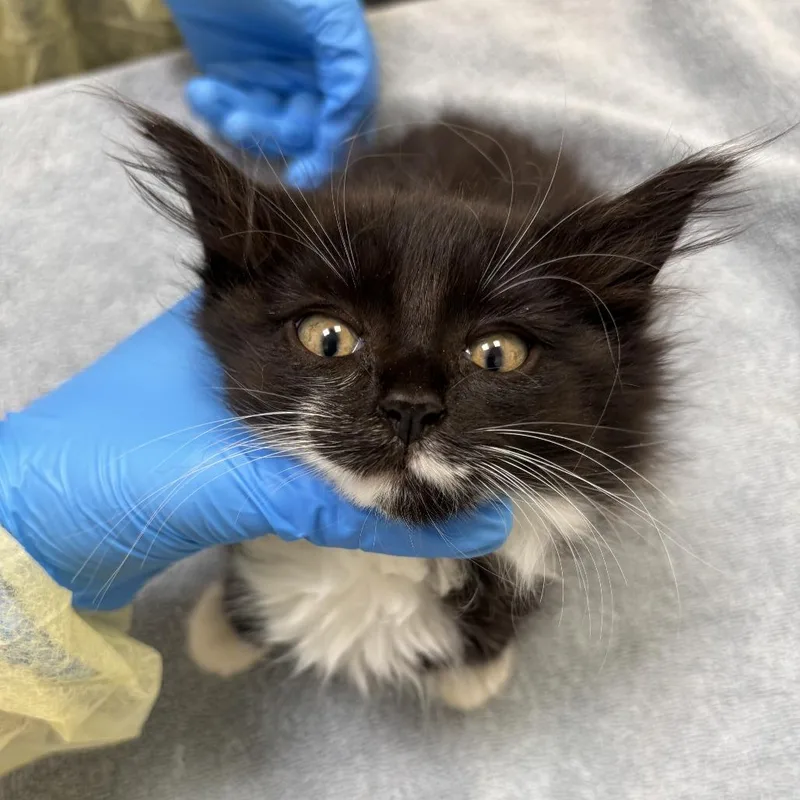 A baby small-sized female Domestic Long Hair cat named Halloween for adoption in Evanston, IL