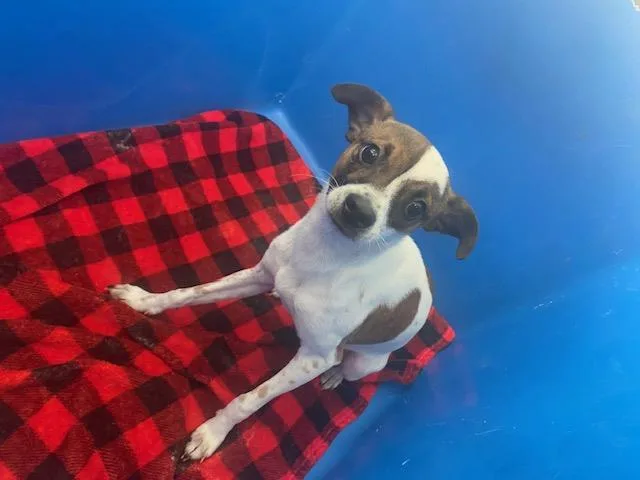 A young medium-sized male Mixed Breed dog named Billy for adoption in Dallas, TX