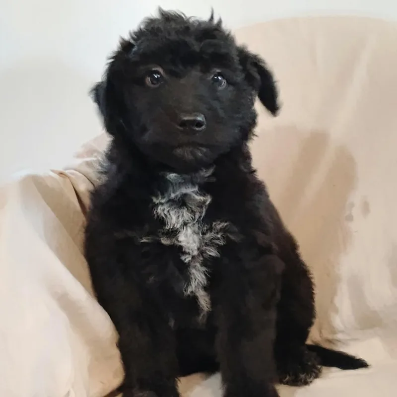 A baby medium-sized female Black Mixed Breed dog named Nylund for adoption in DeKalb, IL