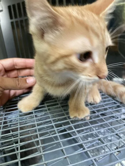 A baby small-sized female Domestic Short Hair cat named Cream Sickle for adoption in Dallas, TX