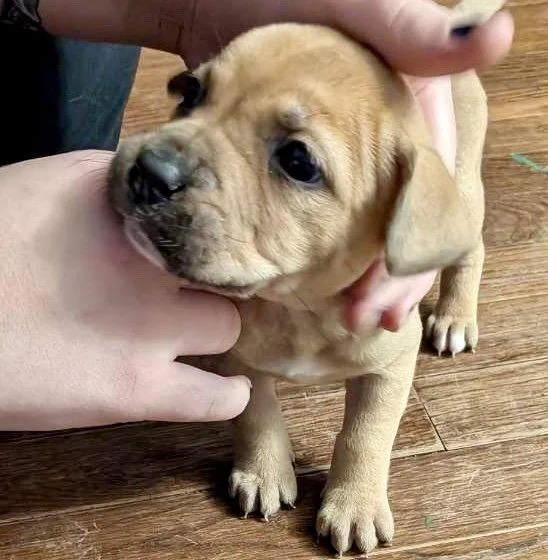 A baby medium-sized female Boxer dog named Rainbow for adoption in Herndon, VA