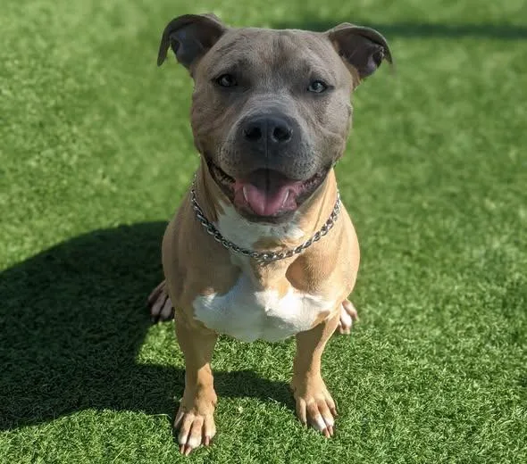 An adult large-sized male Mixed Breed dog named Zeus for adoption in Dallas, TX