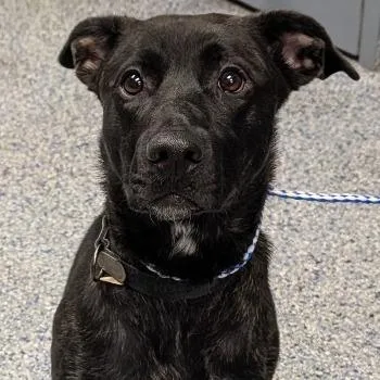An adult medium-sized female Black Retriever dog named Kaya for adoption in Greenville, SC