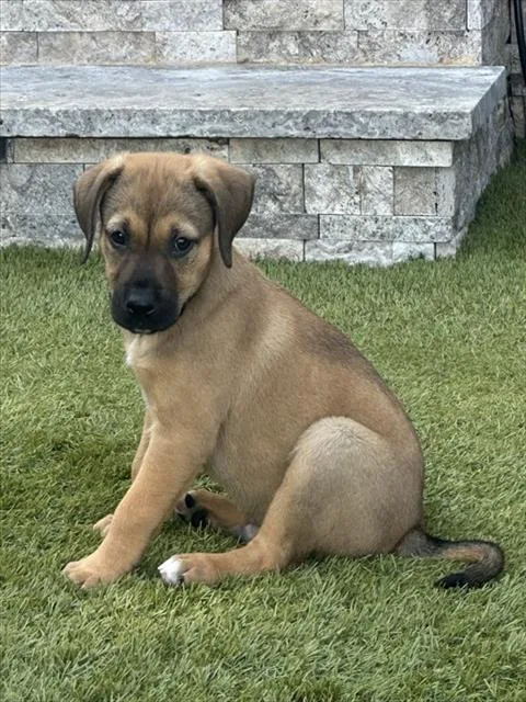 A baby small-sized male Mixed Breed dog named Maverick for adoption in Statesville, NC
