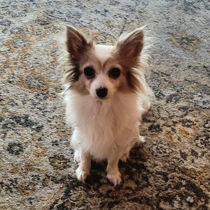 A young small-sized female White / Cream Chihuahua dog named Foxxi for adoption in modesto, CA