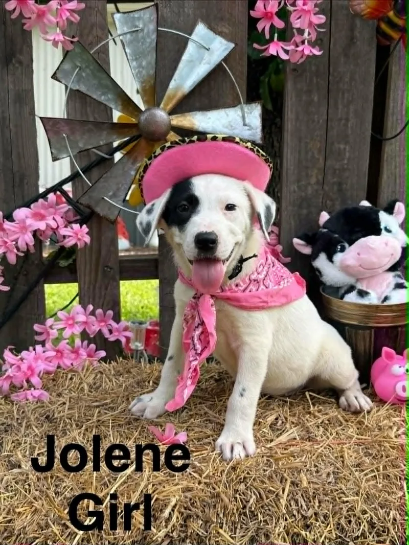 A baby medium-sized female Pointer dog named Jolene for adoption in Royal Palm Beach, FL