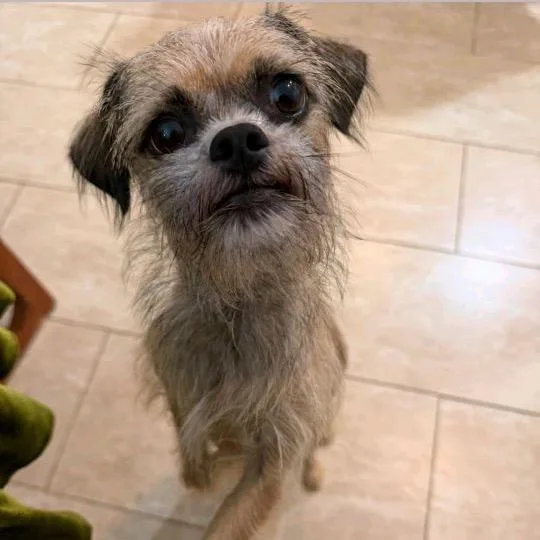 An adult small-sized female Yellow / Tan / Blond / Fawn Yorkshire Terrier dog named Bella for adoption in Baton Rouge, LA