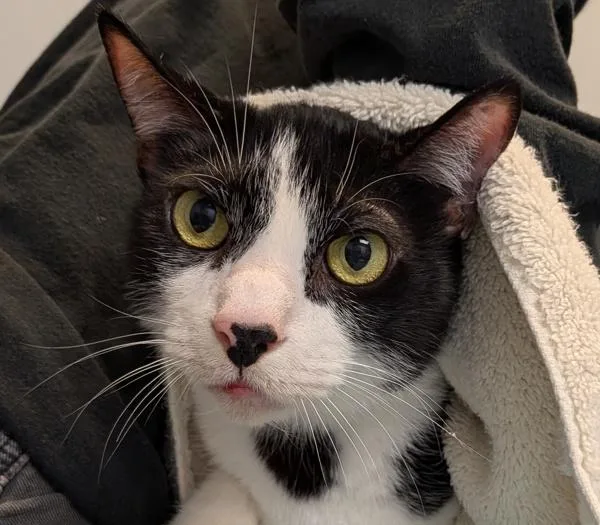 An adult medium-sized male Domestic Short Hair cat named Oreo for adoption in Oceanside, CA