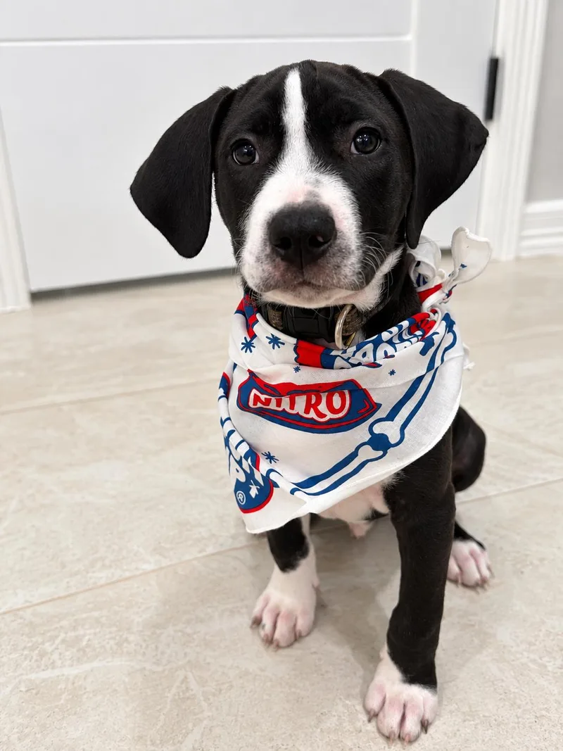 A young medium-sized male Black English Pointer dog named Chip for adoption in Brownsville, TX