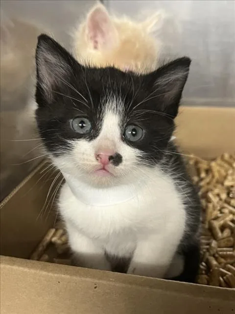 A baby small-sized male Black & White / Tuxedo Domestic Short Hair cat named Oreo for adoption in Woodland, CA