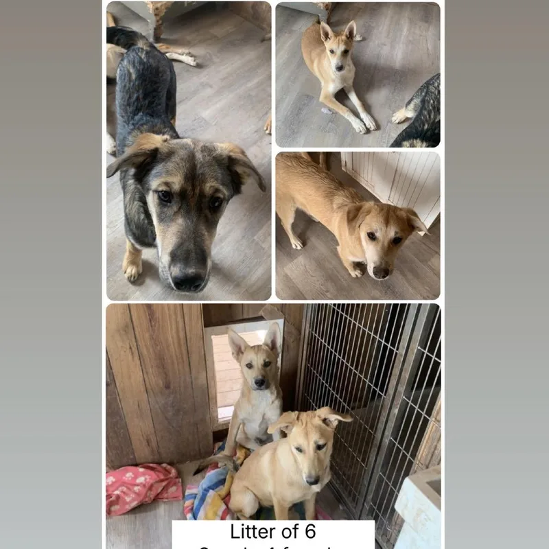 A young medium-sized male Shepherd dog named Dingo for adoption in Parker, CO