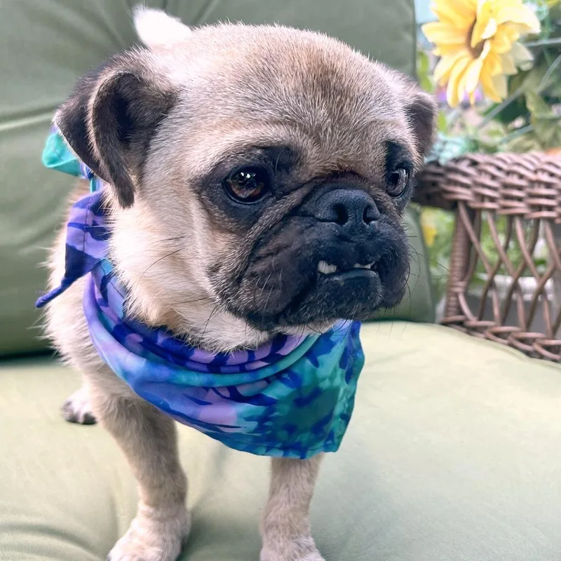 Wiggle Bean thumbnail 2
