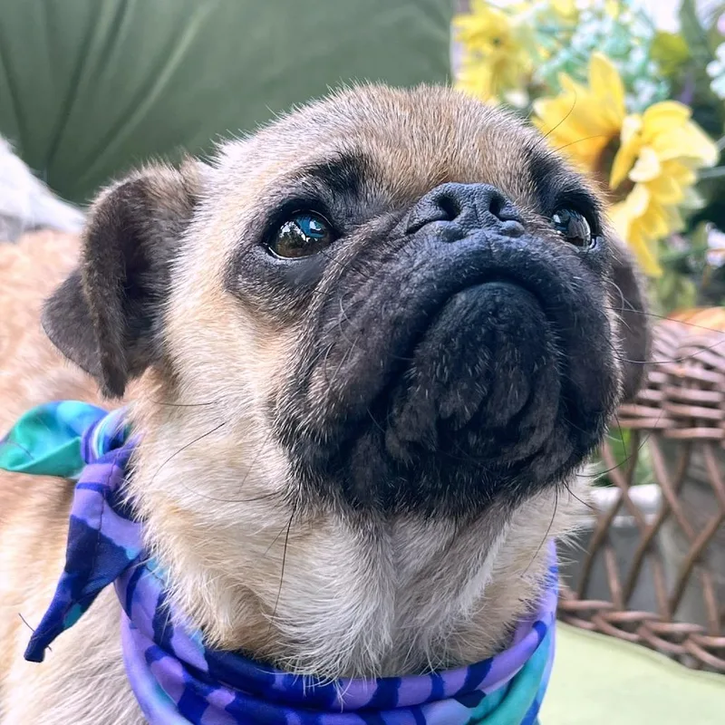 Wiggle Bean thumbnail 3