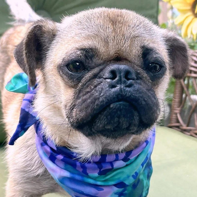 Wiggle Bean thumbnail 6