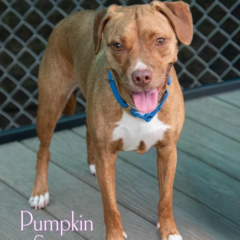 Pumpkin Spice