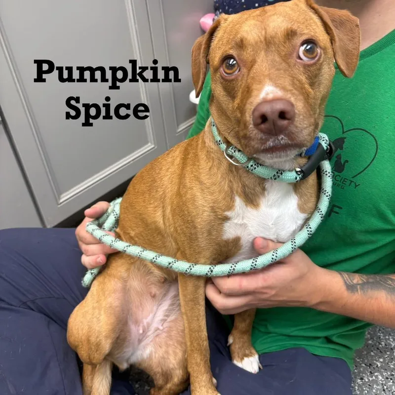 Pumpkin Spice thumbnail 2
