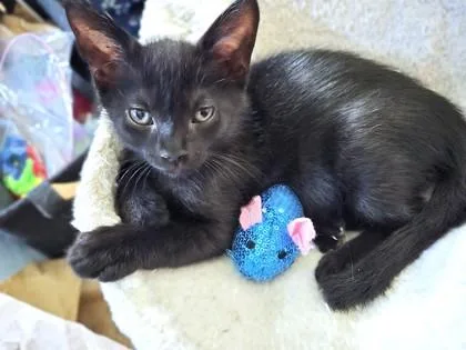 A baby small-sized male Domestic Short Hair cat named Briarlight for adoption in Washington, DC