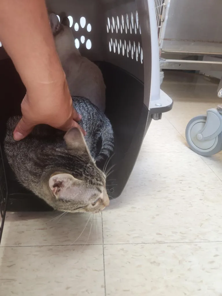 A baby medium-sized male Domestic Short Hair cat named Mini Man for adoption in Mocksville, NC