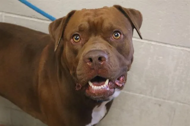 A young medium-sized male Mixed Breed dog named Bentley for adoption in Columbia, SC