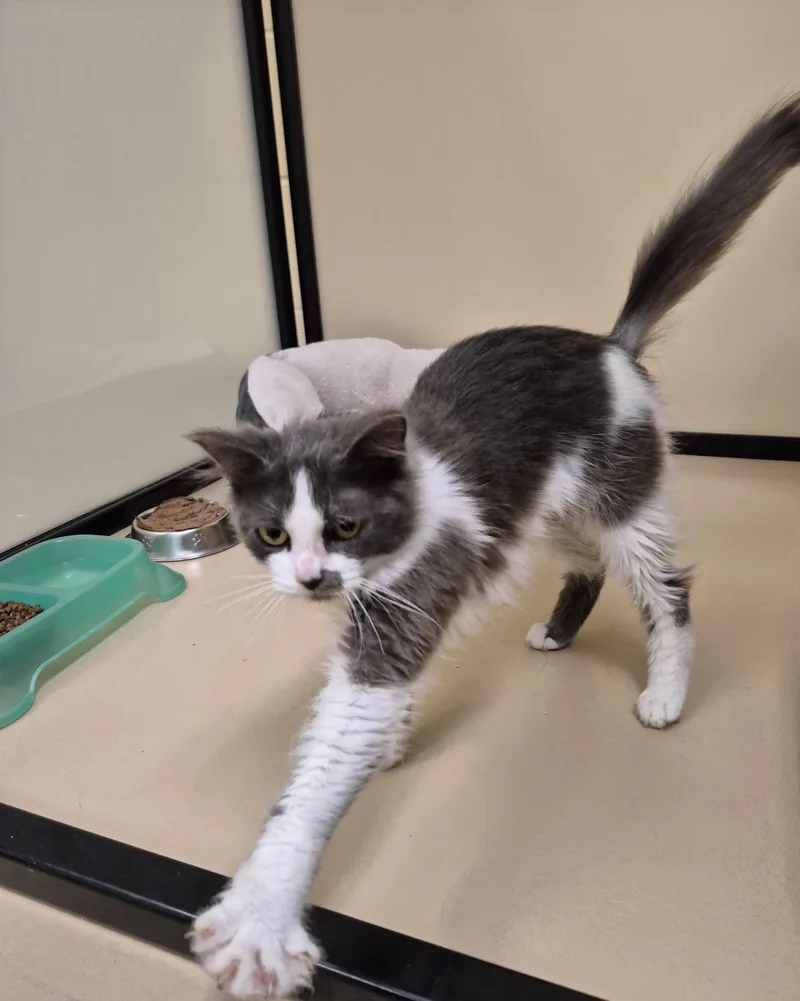 An adult small-sized female Domestic Medium Hair cat named Minka for adoption in Schertz, TX