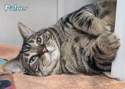 An adult large-sized male Domestic Short Hair cat named Palmer for adoption in Mason, MI