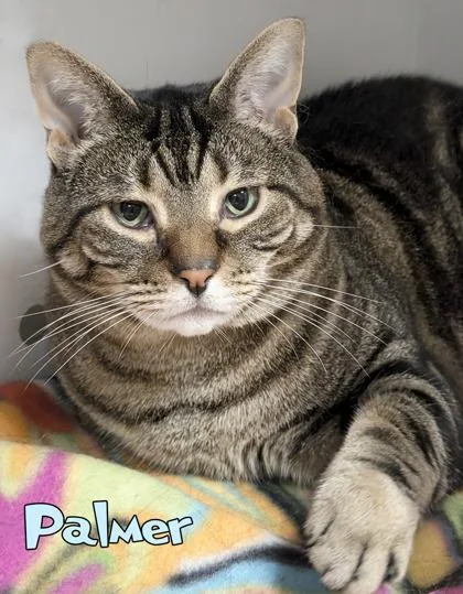 Palmer thumbnail 2