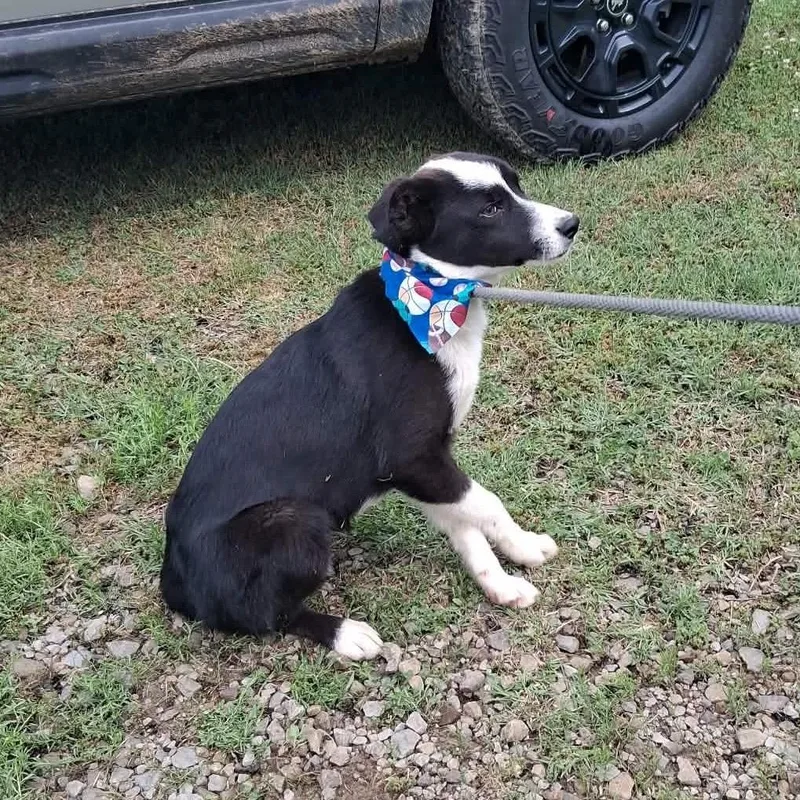 A young medium-sized male Black Border Collie dog named Bixby for adoption in Hackett, AR