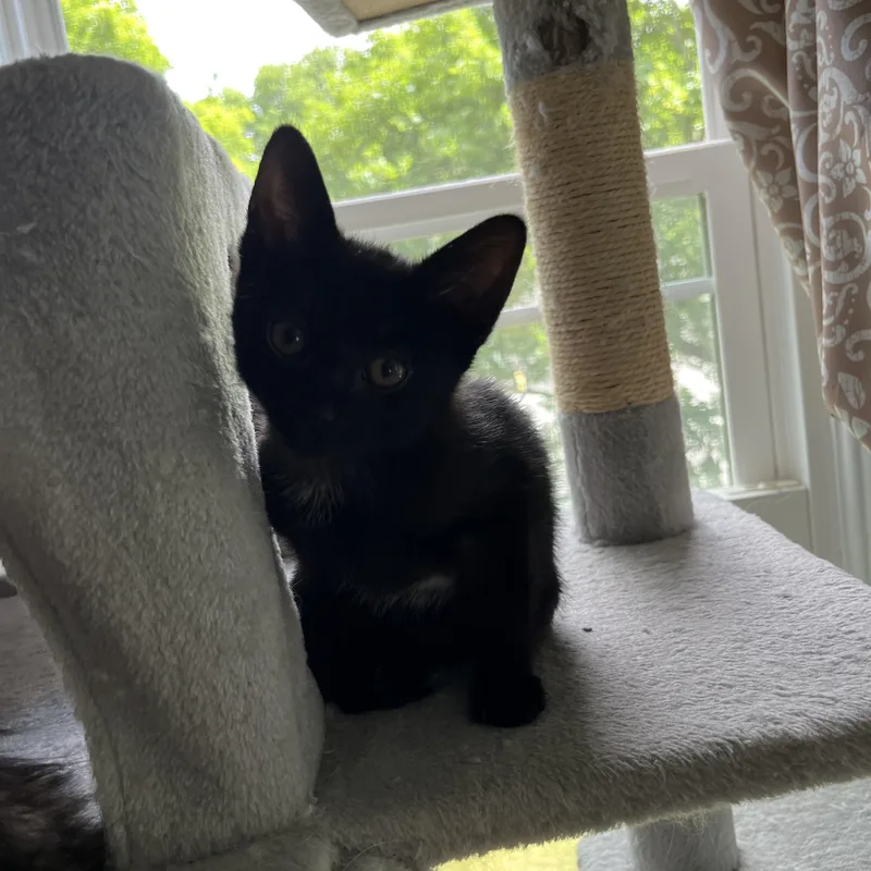 A baby medium-sized female Black Domestic Short Hair cat named Mira for adoption in Honeoye, NY