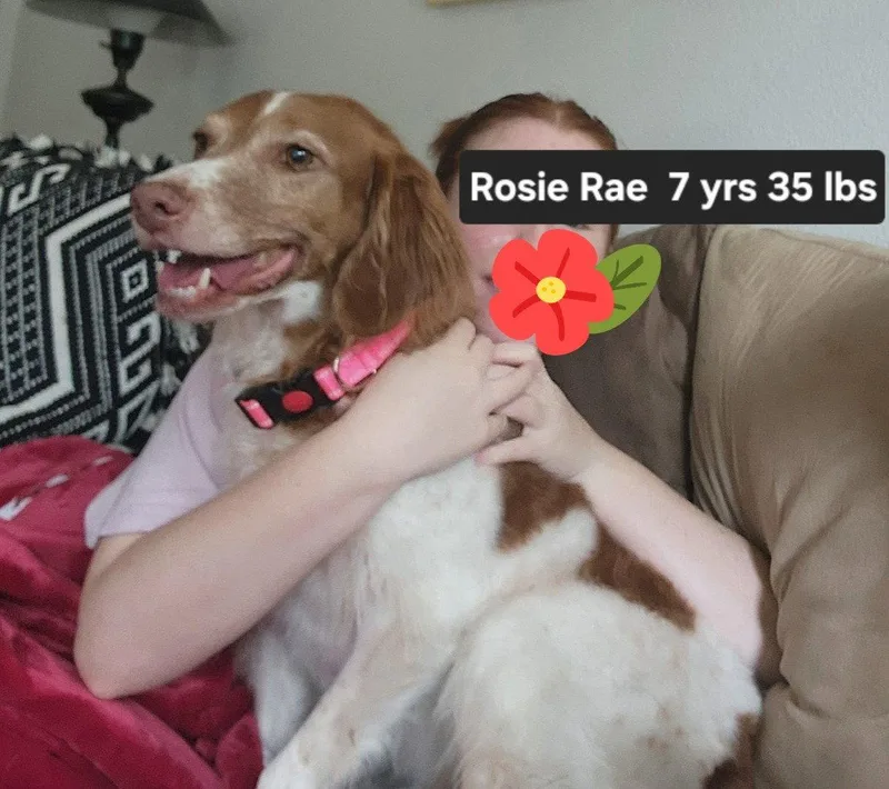An adult medium-sized female Brittany Spaniel dog named Txrosie Rae for adoption in Baldwinsville, NY