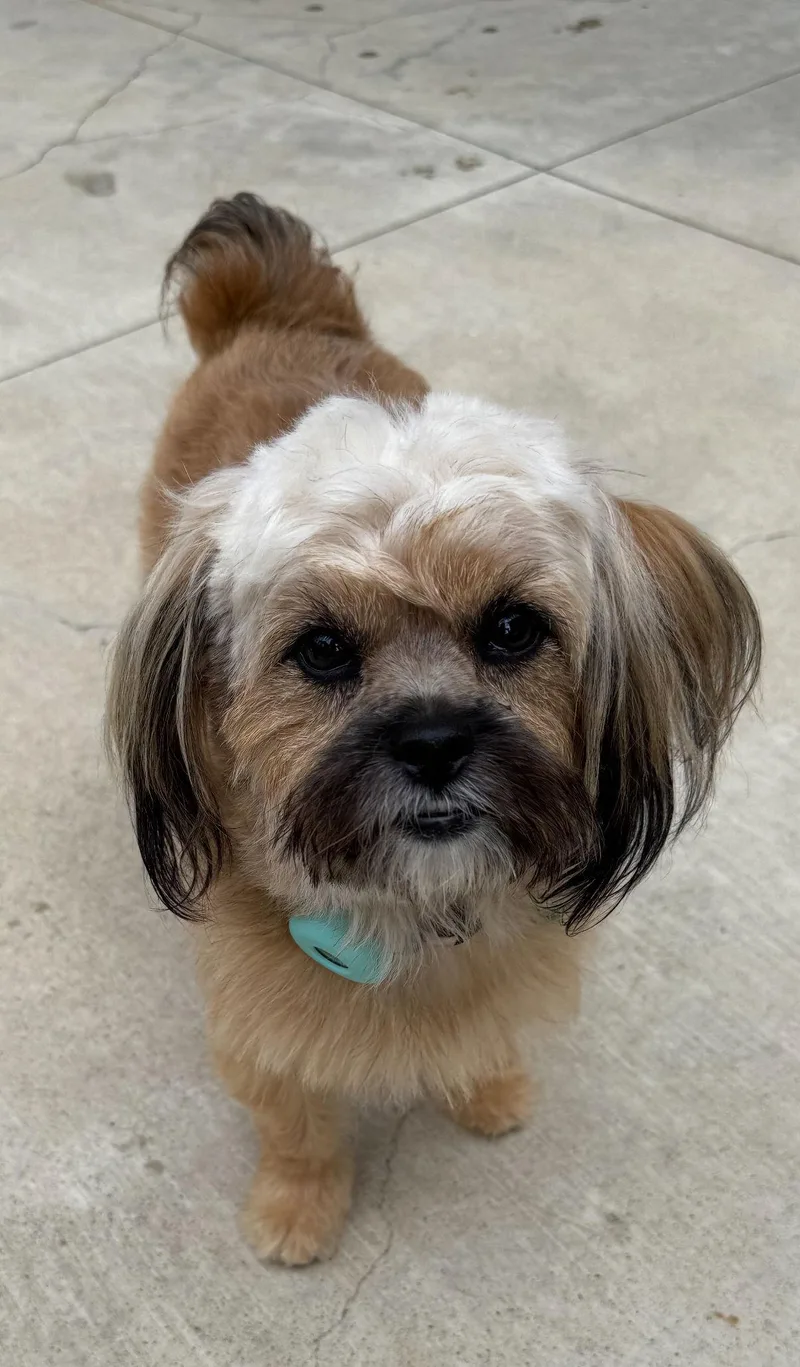 Zsa Zsa Gabor thumbnail 2