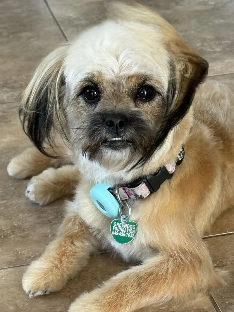 Zsa Zsa Gabor thumbnail 3