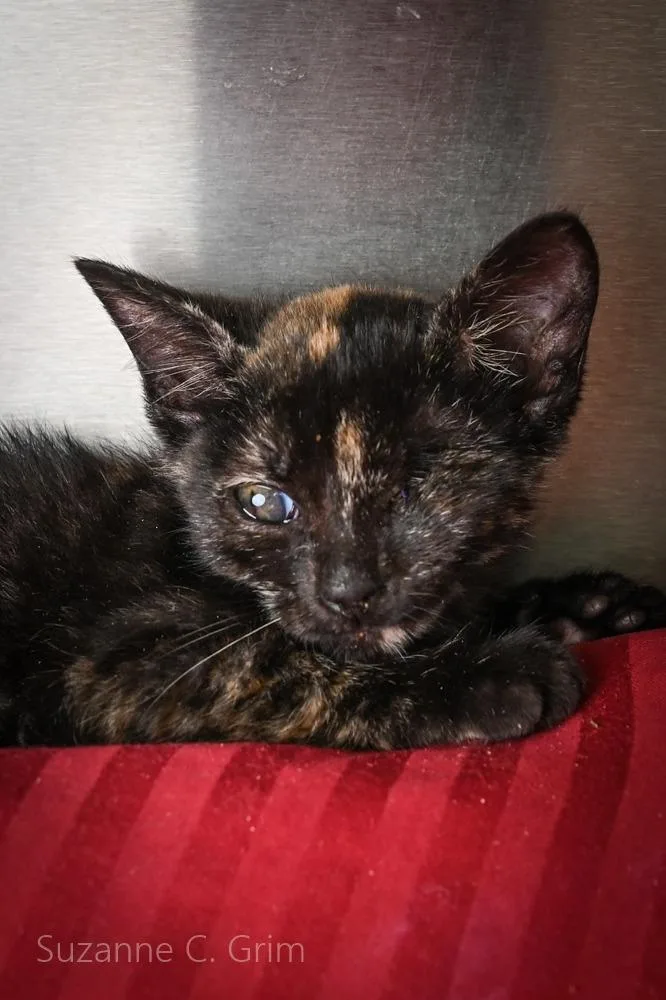A baby medium-sized female Domestic Short Hair cat named Katty for adoption in New Orleans, LA