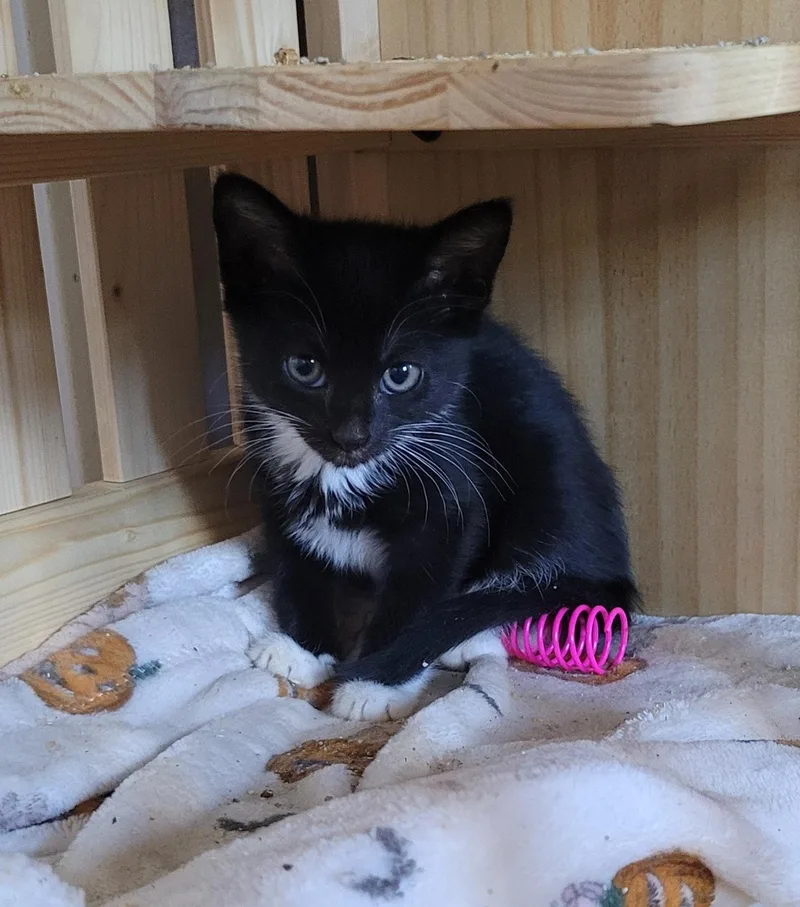 A baby small-sized male Black & White / Tuxedo Domestic Short Hair cat named Slush for adoption in Greenback, TN