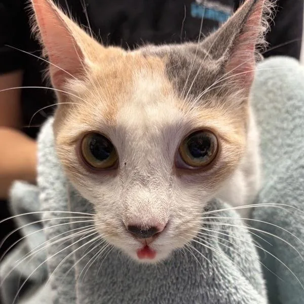 A young medium-sized female Domestic Short Hair cat named Edna for adoption in Escondido, CA