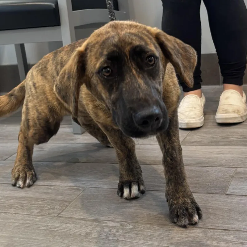 A young small-sized female Brindle Catahoula Leopard Dog dog named Minny for adoption in Calverton, NY