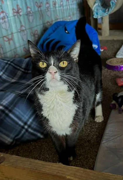 An adult medium-sized female Domestic Short Hair cat named Sharkie for adoption in Visalia, CA