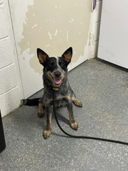 An adult medium-sized female Australian Cattle Dog / Blue Heeler dog named Kiko for adoption in Morristown, TN