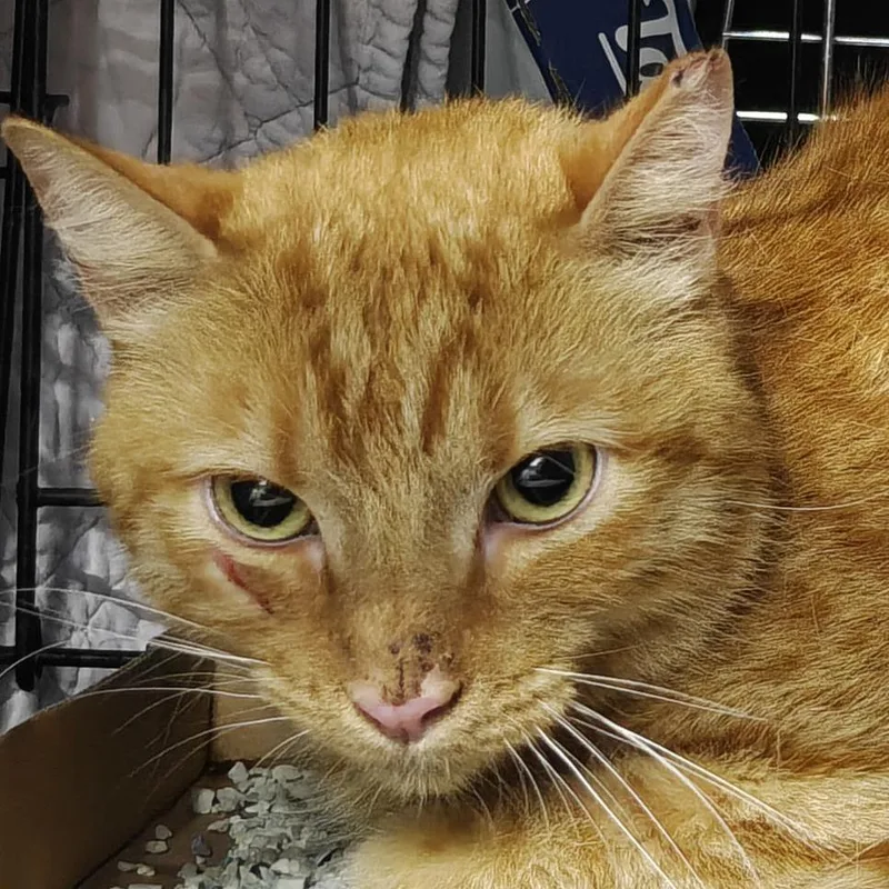 A young medium-sized male Orange / Red Domestic Short Hair cat named Sugar Snap Pea for adoption in New York, NY