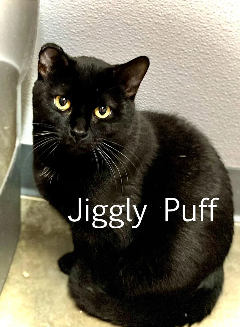 Jiggly Puff thumbnail 3