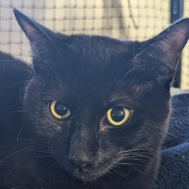 A young small-sized male Black Domestic Short Hair cat named Ol' Macdonald for adoption in Long Beach, CA