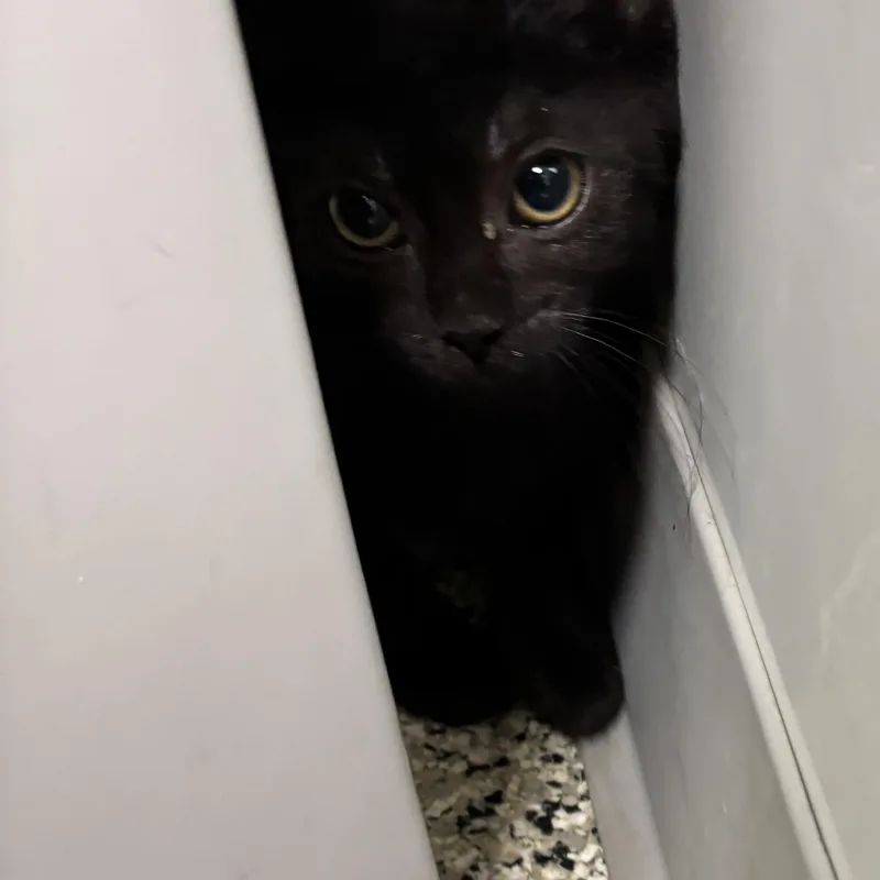 A baby medium-sized female Black Domestic Short Hair cat named Journey for adoption in Liberty, MO